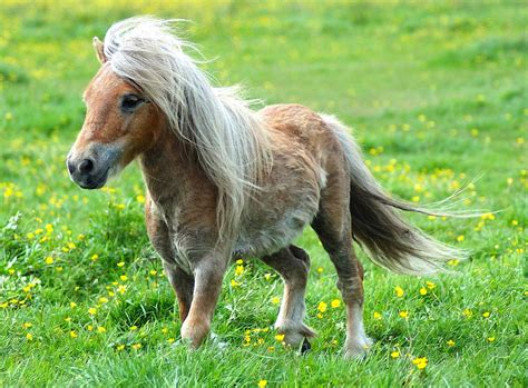 cool pony video.